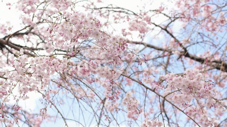 枝垂桜-242 枝垂桜,ヤエベニシダレ,ピンクの写真素材