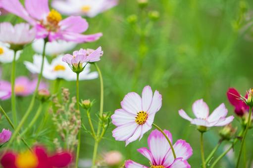 初秋の風に揺れる淡いピンクのコスモス畑 初秋の風に揺れる淡いピンクのコスモス畑 コスモス,花,秋の写真素材