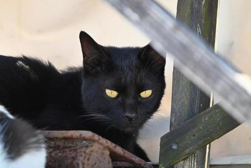真鍋島の黒猫 真鍋島の黒猫 黒,見つめる,かおの写真素材