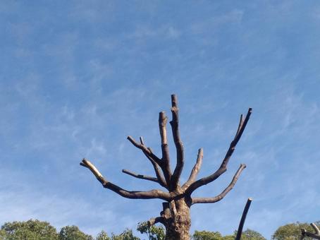 木 木,空,青空の写真素材