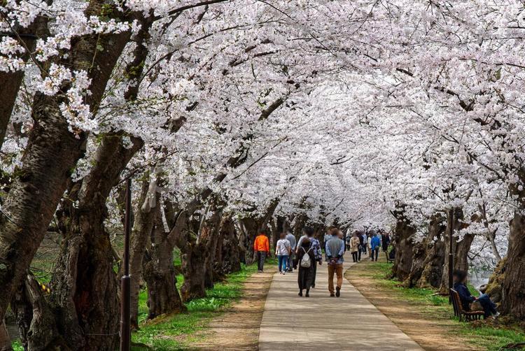 弘前城　桜のトンネル 桜,花びら,ソメイヨシノの写真素材