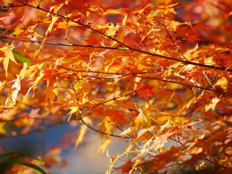 Early autumn, JPG