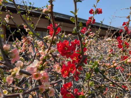 梅花 梅花の写真