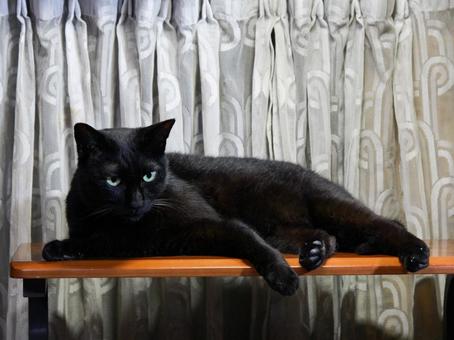 黒猫 黒猫の写真