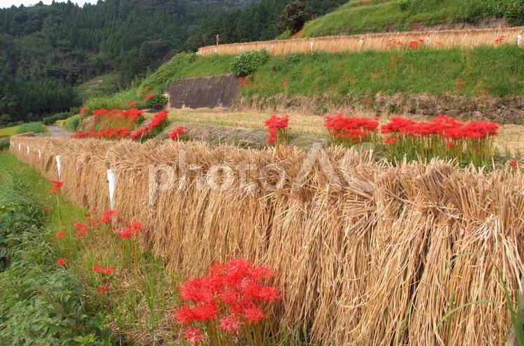 彼岸花の咲く収穫の秋 稲刈り,彼岸花,秋のイメージの写真素材