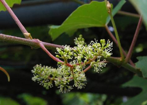 アメリカブドウ ナイアガラ アメリカブドウ,アメリカ葡萄,ラブルスカブドウの写真素材