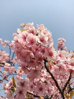 さくら さくらの写真