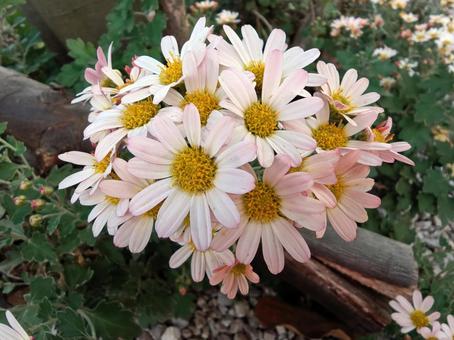 野菊 秋,ピンク,かわいいの写真素材