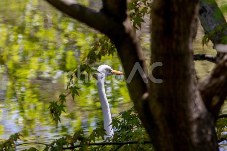 川の中を散歩中のシロサギ ネイチャー,晴れ,野鳥の写真素材