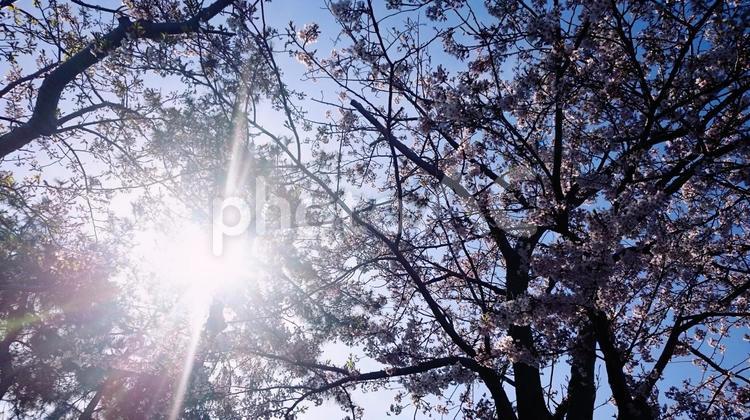 木漏れ日 木漏れ日,木,空の写真素材