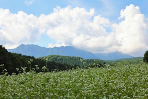戸隠高原 そば畑1 戸隠高原 そば畑1の写真