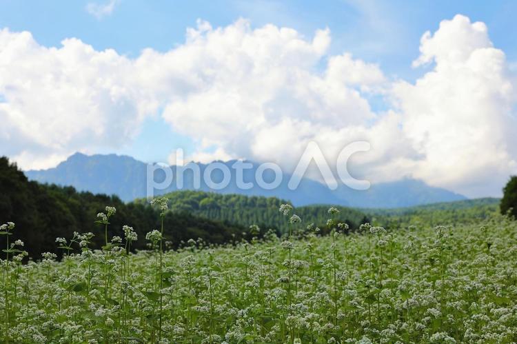 戸隠高原　そば畑1 そば,蕎麦,風景の写真素材
