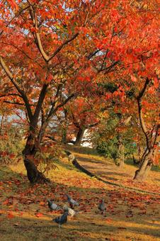 秋を満喫する鳩-縦画面 秋を満喫する鳩-縦画面 秋,紅葉,落葉の写真素材