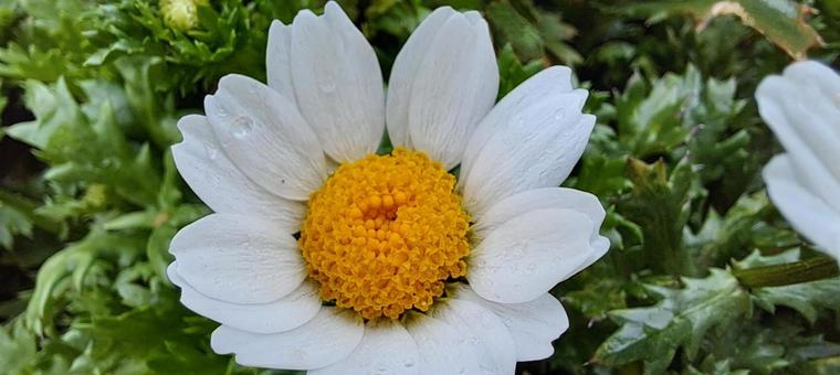 ノースポールの花の写真