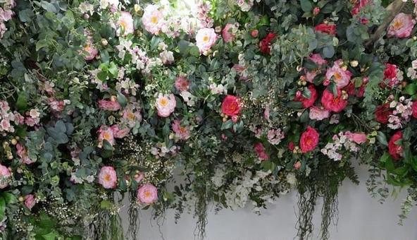 花 花の写真