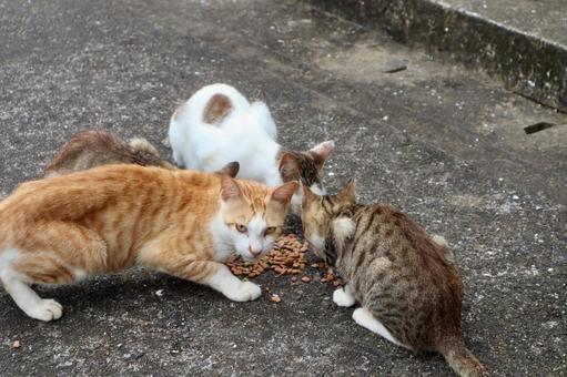 Cats eating, JPG