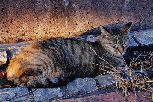 ねこ ねこ ねこ,動物,生き物の写真素材