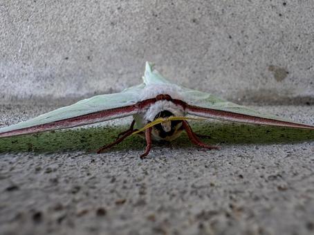 オオミズアオ オオミズアオ オオミズアオ,蛾,緑色の写真素材