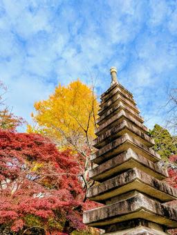 西教寺の紅葉 もみじ,秋,西教寺の写真素材