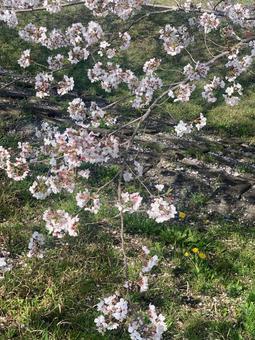桜の花 桜の花の写真