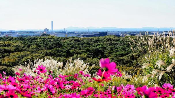 秋のひたち海浜公園・秋桜&森林(茨城県) 秋のひたち海浜公園・秋桜&森林(茨城県) 秋,コスモス,国営ひたち海浜公園の写真素材