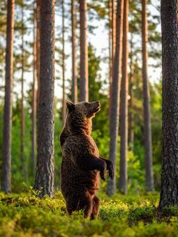 ヒグマ ヒグマの写真