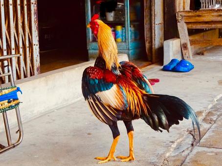 タイのニワトリ ニワトリ,鳥,バードウォッチングの写真素材