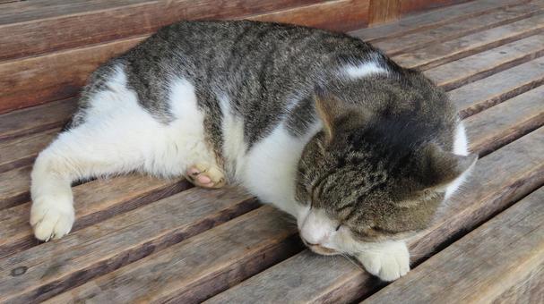 肉球をチラ見せして眠るあざと過ぎる猫様 肉球をチラ見せして眠るあざと過ぎる猫様 猫,キジシロ,眠り猫の写真素材