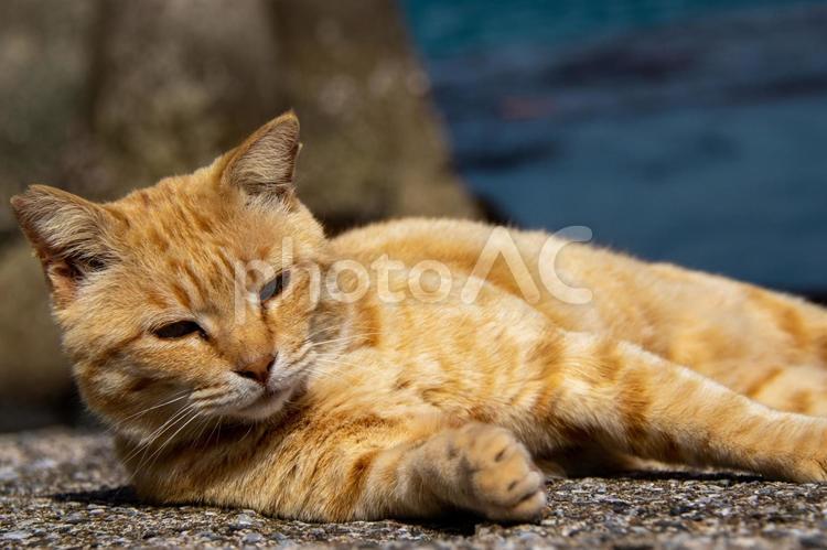 横たわる眠そうな猫 ねこ,ネコ,猫の写真素材