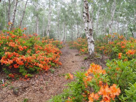 Misty birch forest and rhododendrons, JPG Misty birch forest and rhododendrons, JPG