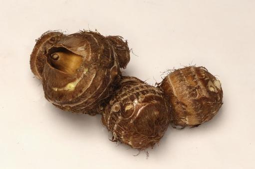 里芋収穫 野菜,さといも,根菜の写真素材