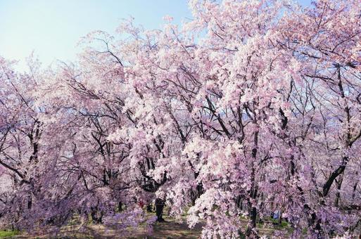 もさもさ桜 もさもさ桜の写真