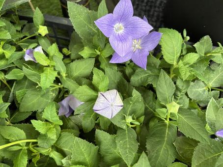 Photo, flower, natural, a flower shop, 