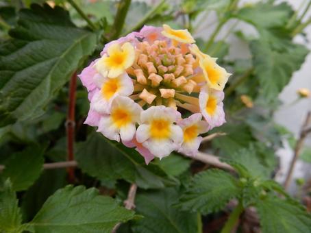 【花の写真】ランタナ（七変化）の写真