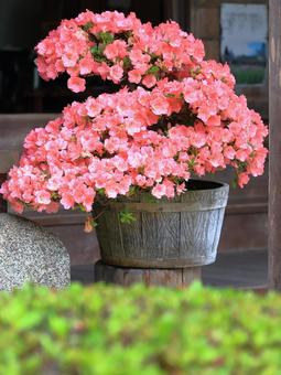 ツツジ ツツジの写真