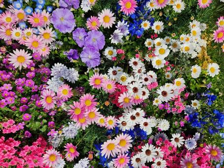 小花たち 小花たちの写真