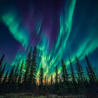 森の木々と共に舞い上がる緑のオーロラ 森の木々と共に舞い上がる緑のオーロラの写真