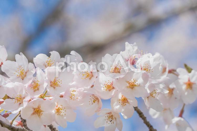 満開の桜　春のイメージ 桜,さくら,サクラの写真素材