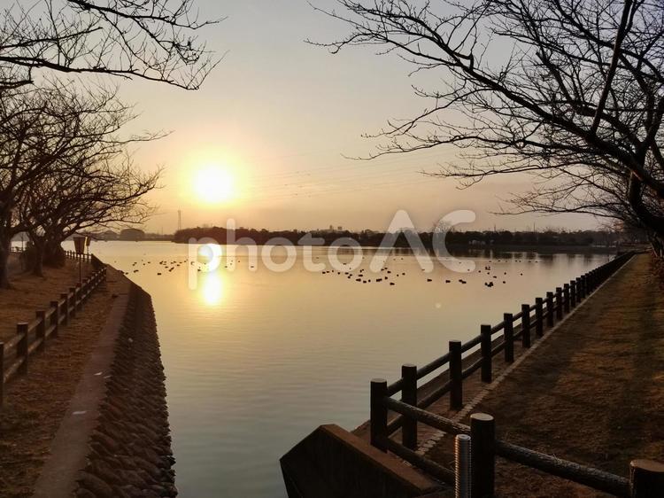 千葉県旭市の朝焼けの袋公園西溜池 池,夕焼け,サンセットの写真素材