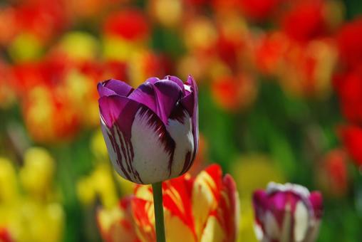 Tulip flowers, JPG Tulip flowers, JPG
