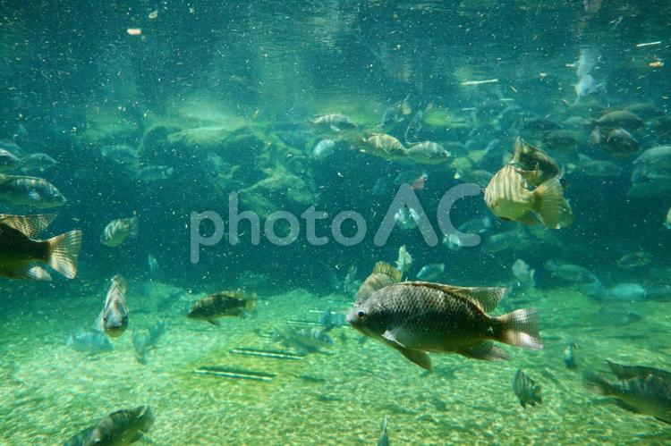 水槽の中の淡水魚 淡水魚,魚,生き物の写真素材
