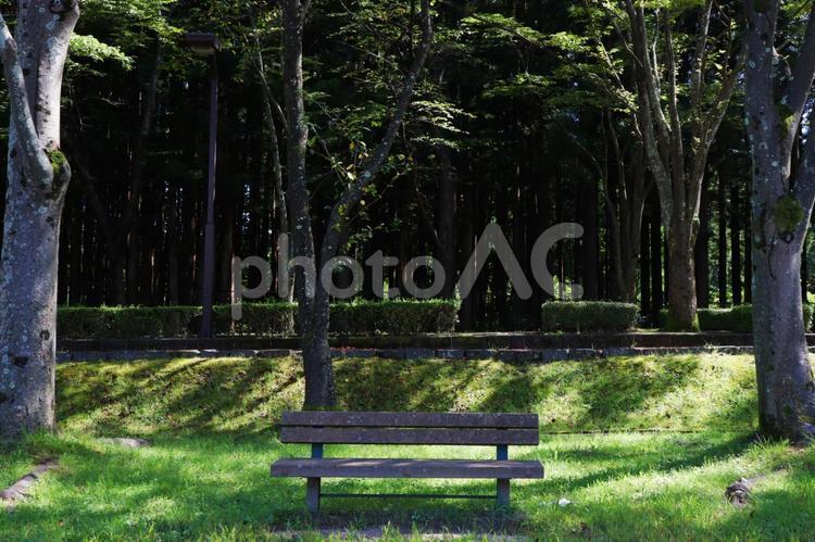 夏の公園のイメージ 公園,自然,夏の写真素材