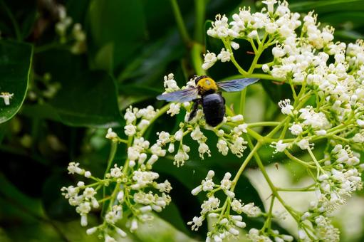 Photo, sweet viburnum, evergreen tall tree, bear, 