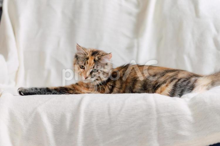 白いシーツと子猫８ 子猫,仔猫,猫の写真素材