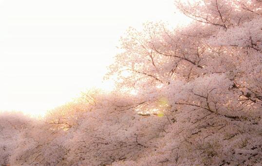 桜 桜の写真