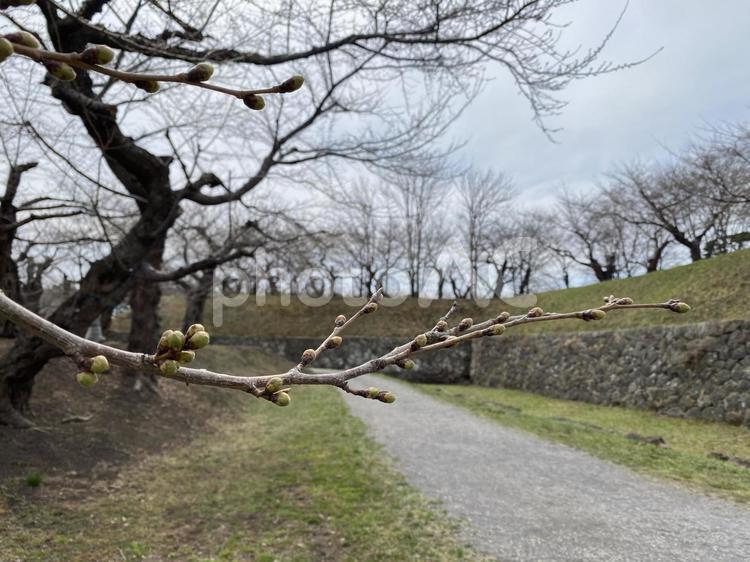 五稜郭公園の桜のつぼみ 函館,北海道,曇りの写真素材