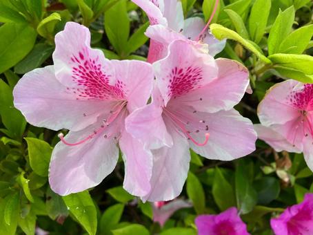 桃色のツツジの写真