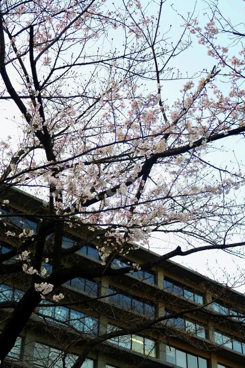 霞が関・外務省前の桜 桜,霞が関,外務省の写真素材