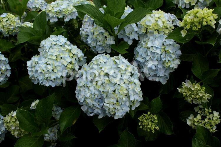雨の中のアジサイ 紫陽花,アジサイ,あじさいの写真素材