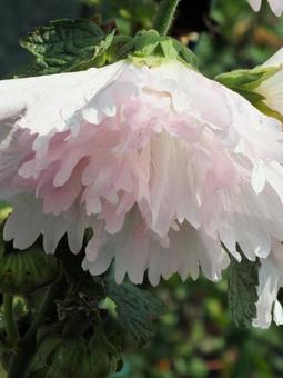 ギザギザの花びらの下向きに咲くタチアオイ ギザギザの花びらの下向きに咲くタチアオイの写真